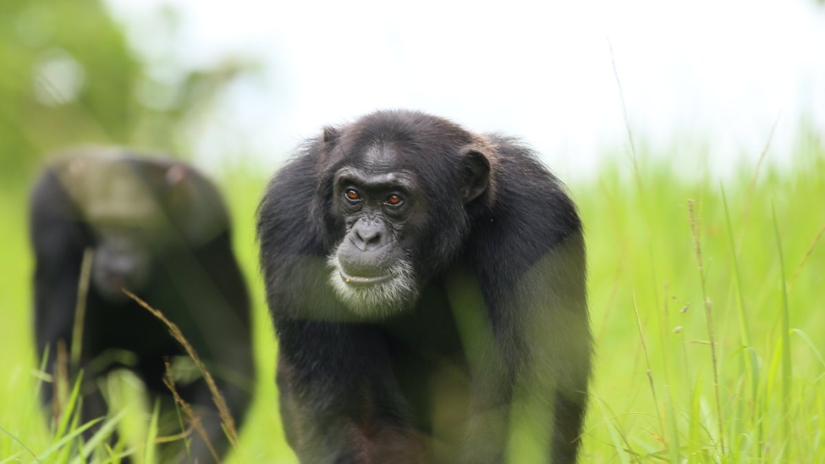 Chimpanzee in a field