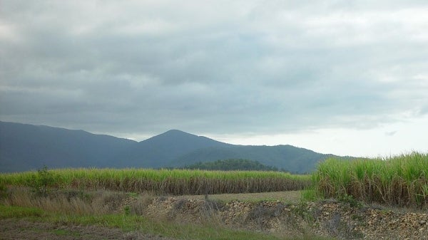 sugar cane field