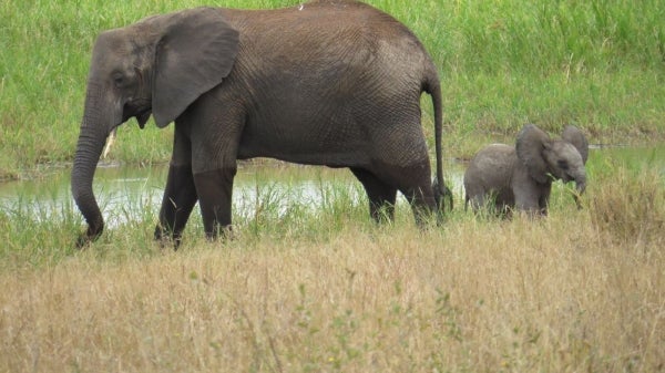 A baby elephant with an adult in Tanzania