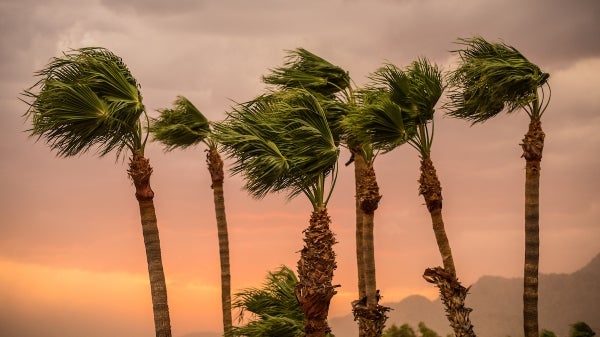 Palm trees in the wind 