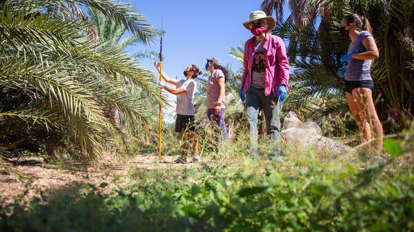 People collecting dates from palm trees