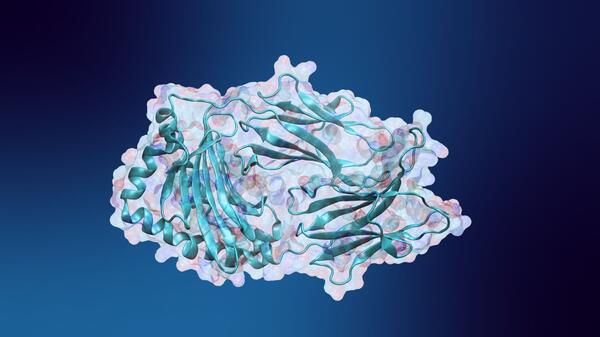 An illustrated image of Major Histocompatibility Complex-1(MHC-1)