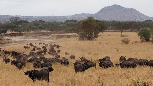 Buffalo in an open landscape surrounded by mountains.