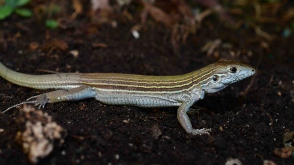 whiptail lizard