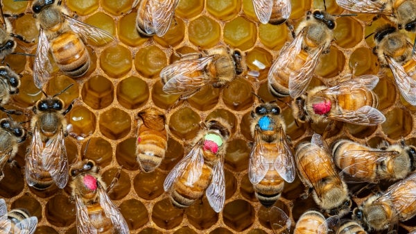 Honey bees on a honey comb, with painted dots on their backs.