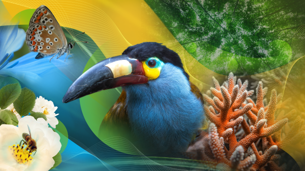 Illustration combining images of a bee, butterfly, trees, coral and a toucan in the center.