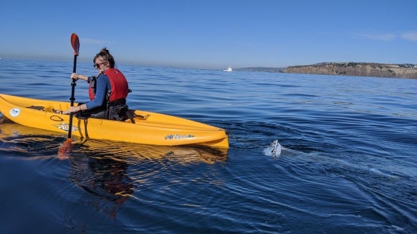 A woman with a red life jacket on a yellow kayak in the ocean with a net dragging behind her.