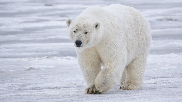 A polar bear walking along ice