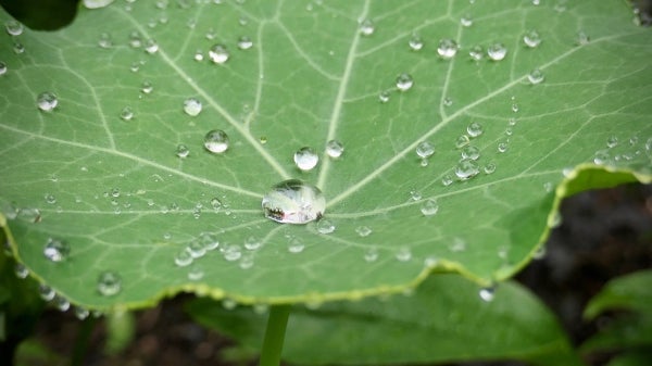 Dew drops that have condensed from water vapor in the air adorn a leaf of a nasturtium plant.