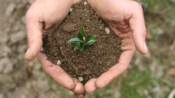 hands holding seedling