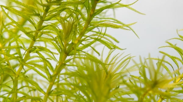 Water reeds are often the dominant plant cover in lakes and rivers