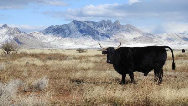 Black bull roaming the open range along highway 186 in Cochise County, Arizona. 