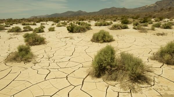 desert landscape