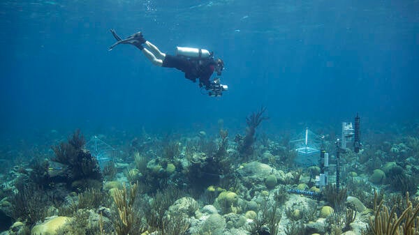 Man SCUBA diving in coral reef