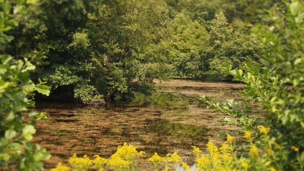 Algae bloom in pond 