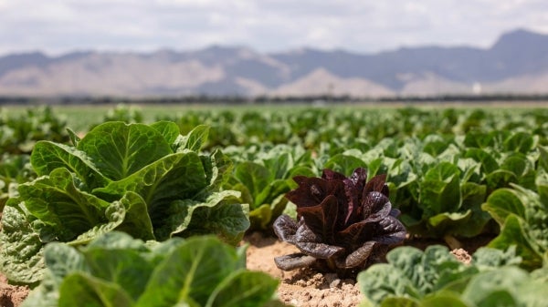 A large field growing lettuces