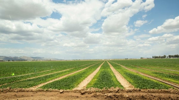 Rows of salad greens stretch to the horizon at a large farm.