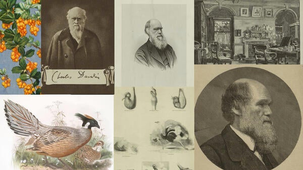 Darwin day