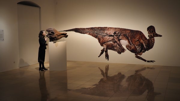 Woman blows into dinosaur skull