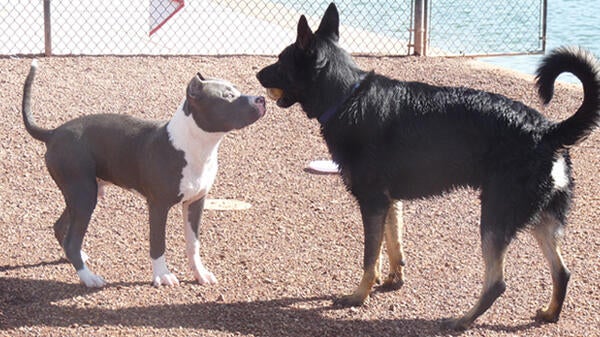 Dogs at the Cosmo dog park