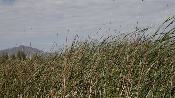 Dragonflies fly over tall grassy wetland plants