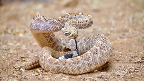 Western diamondback rattlesnake