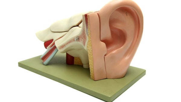 Model of an ear