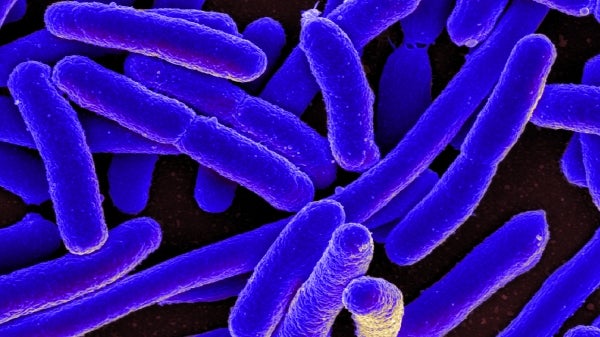 A closeup of E. coli