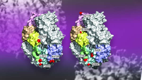 Close-up photo of the RSV virus.