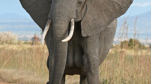 An elephant stands on a dirt road