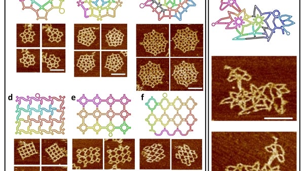 scaffold-folding paths for different DNA shapes