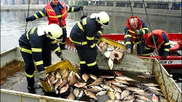 Authorities remove dead fish collected from the Tisa River in 2000