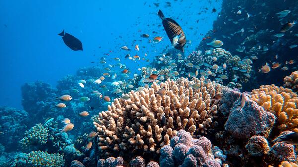 Fish and coral pictured under water.