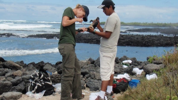 Susannah French studies how iguanas respond to environmental changes.