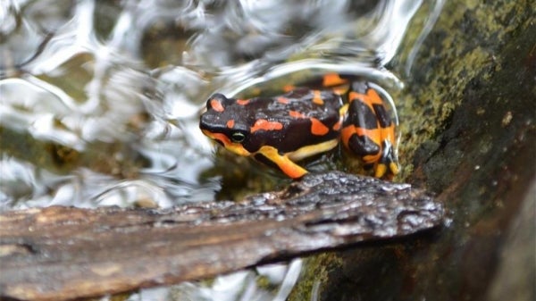 The Talamancan harlequin frog