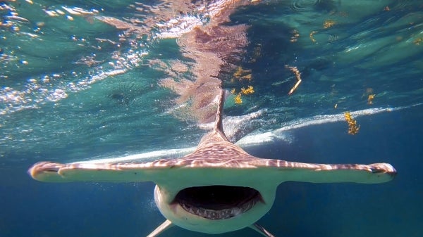 Hammer head shark just below surface of the water