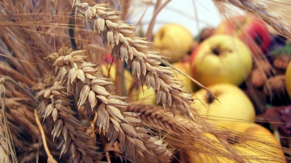 harvest scene