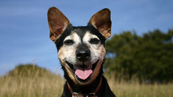 A dog sits, looking at the camera.