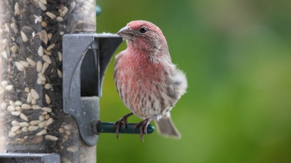 House Finch