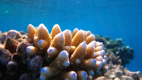 Close-up view of coral under water.