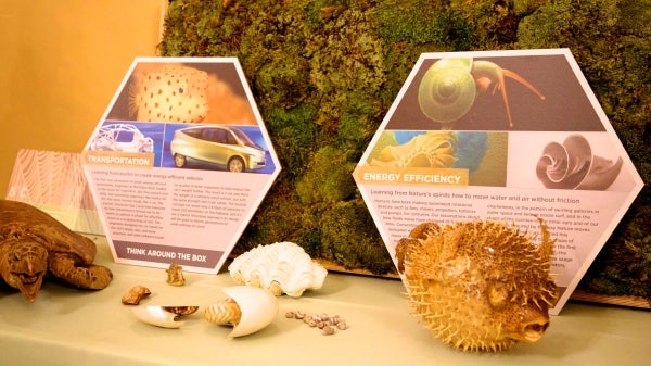 Biomimicry displays on table