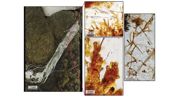 Collage of microscopic images of fossil evidence of microbes.