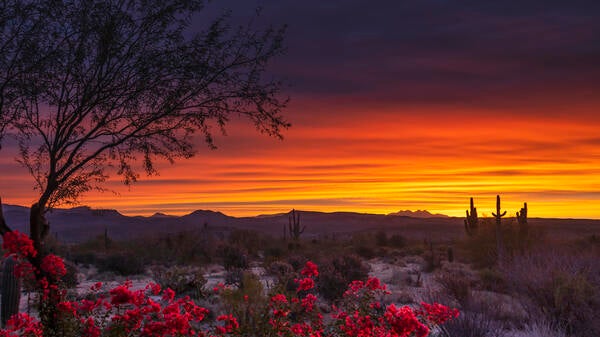 A desert sunset with flowers in the foreground.