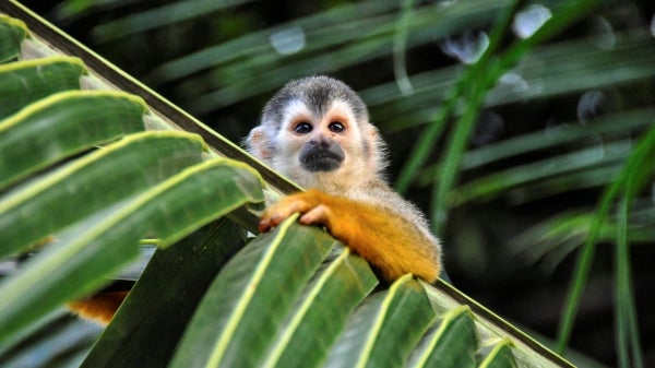 Spider monkey in Costa Rica