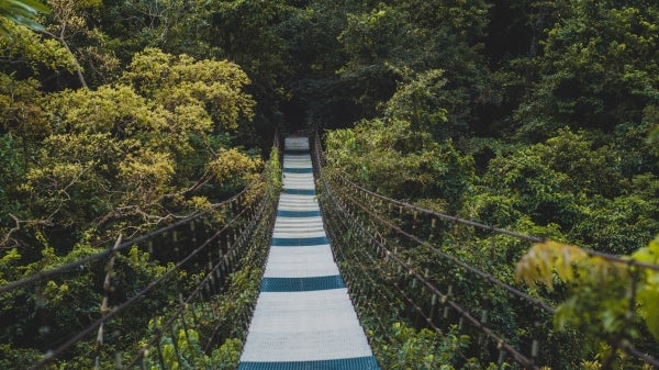 A suspended footbridge high up in the tree canopy.