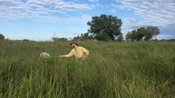 ASU PhD Jacob Youngblood using a net to capture locusts in a field.