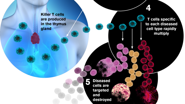 body reaction to infection