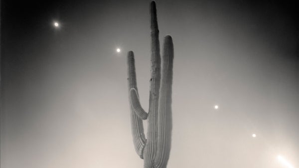 Saguaro cactus.