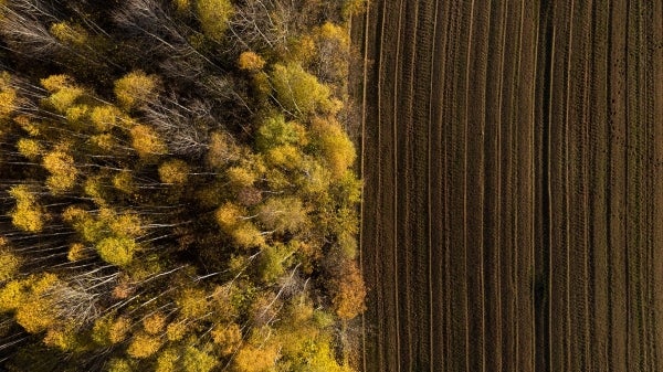 Deforestation for agriculture