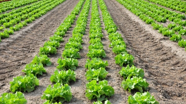 rows of plants